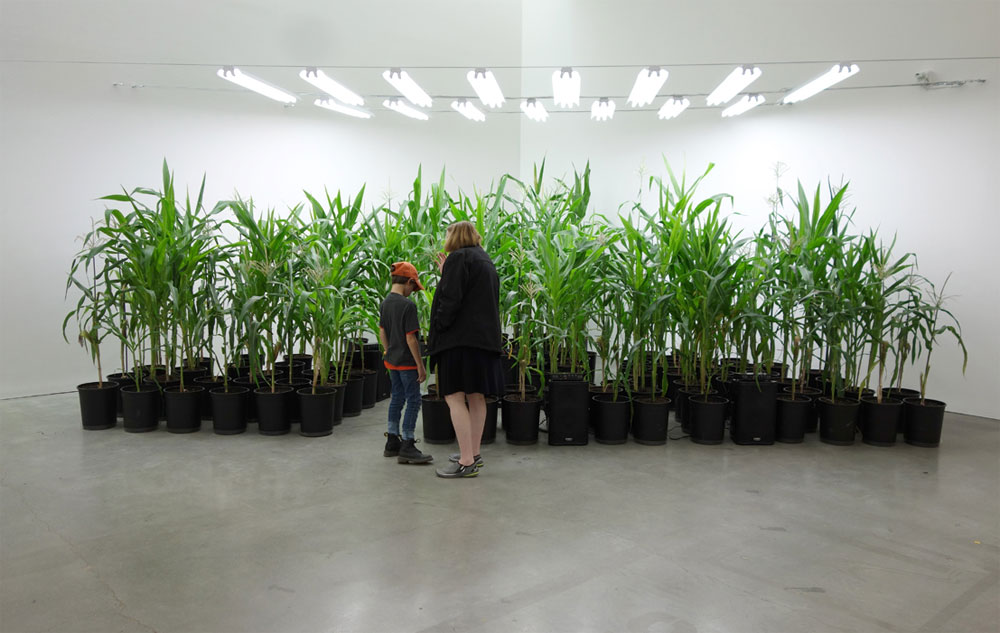 Martin Roth – I grew corn for a plant concert